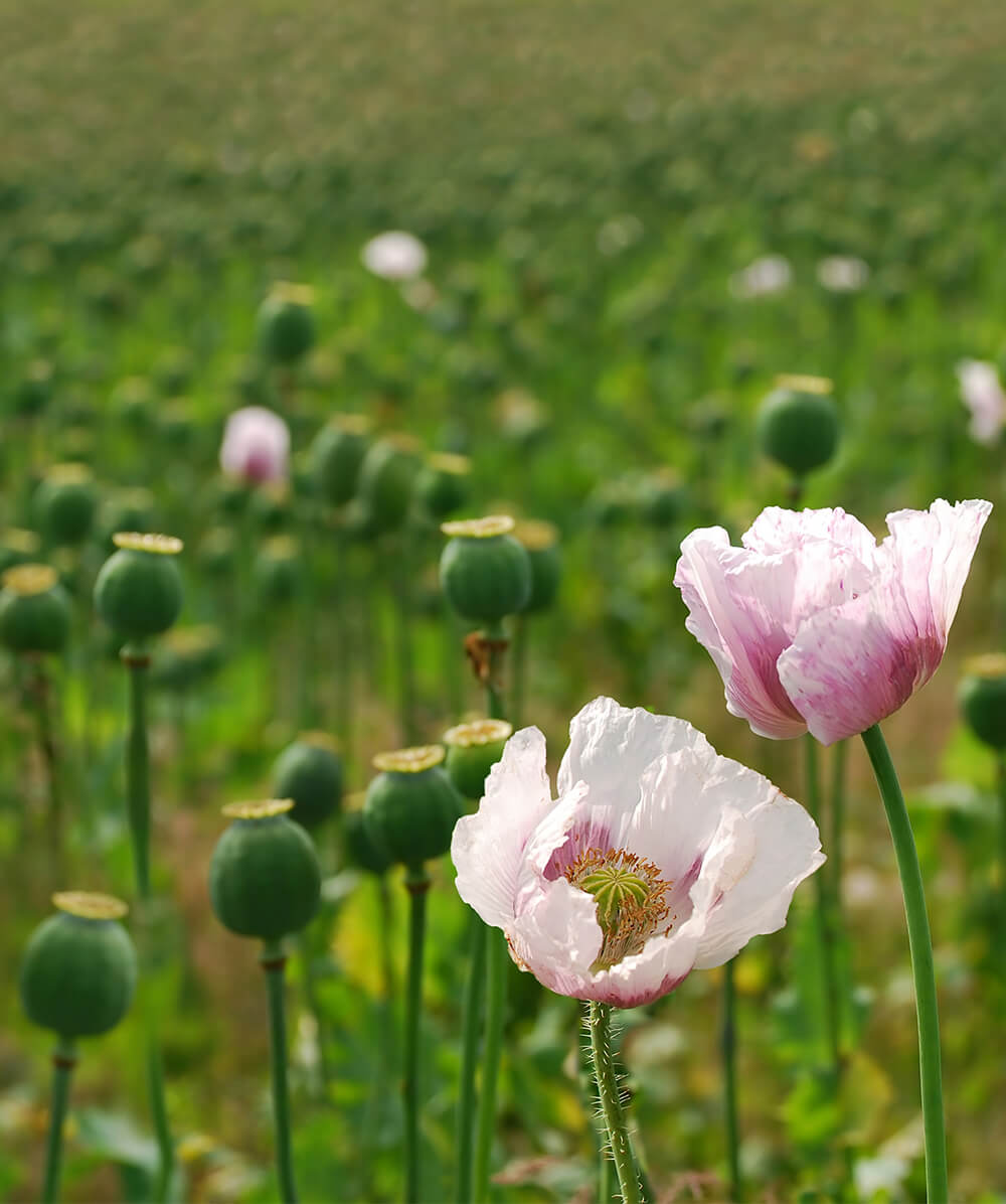 What is Heroin? Heroin Abuse